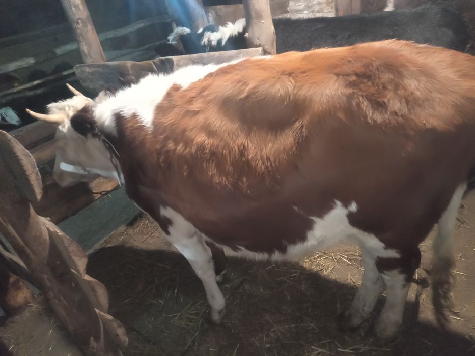 Продам три головы