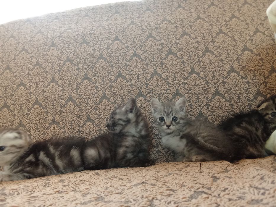 Zoʻr muwukoʻrgatilgan