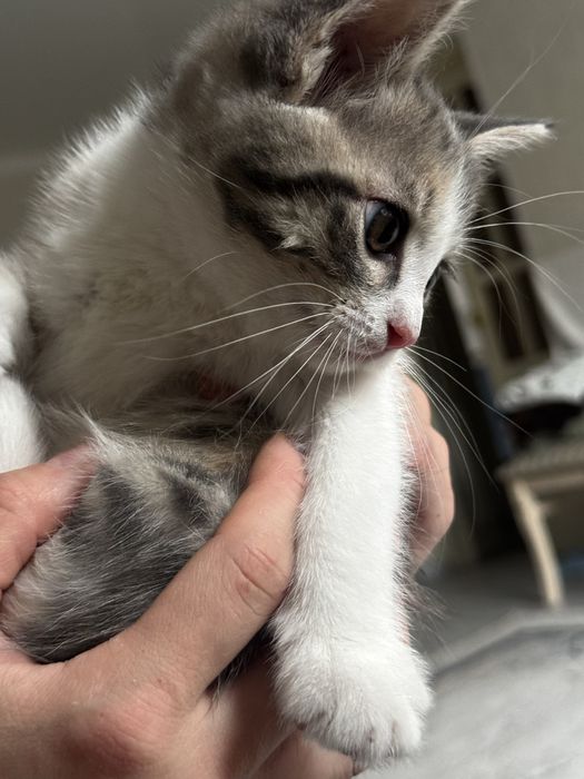 Отдам котенка девочка в добрые руки