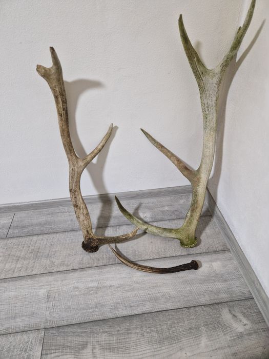 Coarne de cerb 300 ron