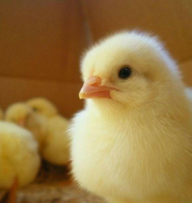Цыплята бройлеры