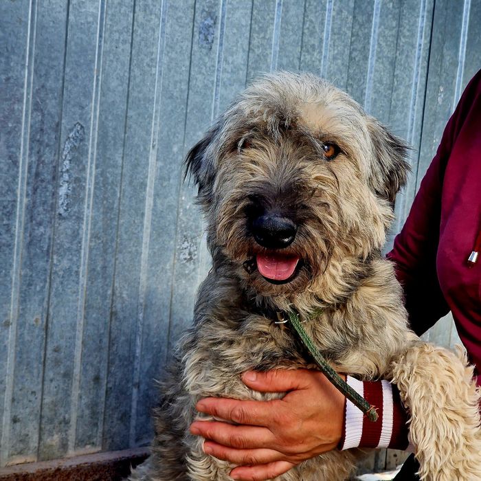 Собака Дымок из приюта Хвостатый Рай