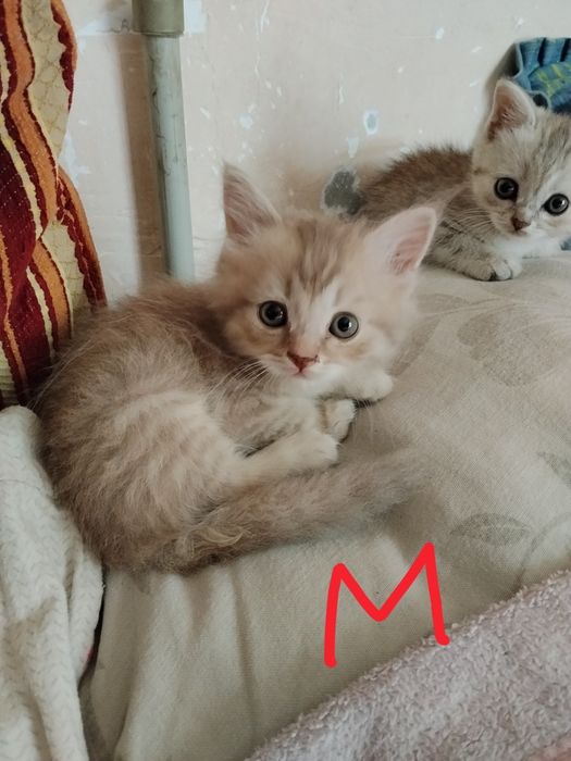 Вислоухие котята.