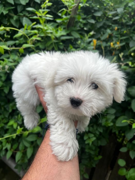 Vând căței bichon