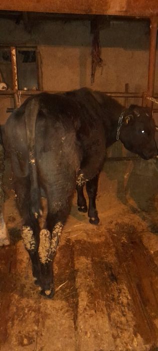 Бычки молодые породистые