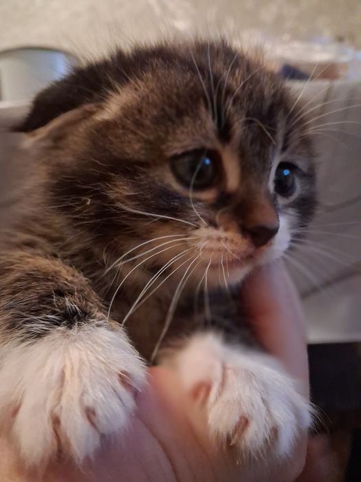 Котята шотландский веслоухие