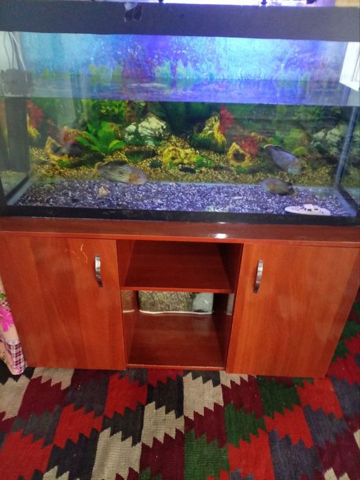 Akvarium stoli bilan