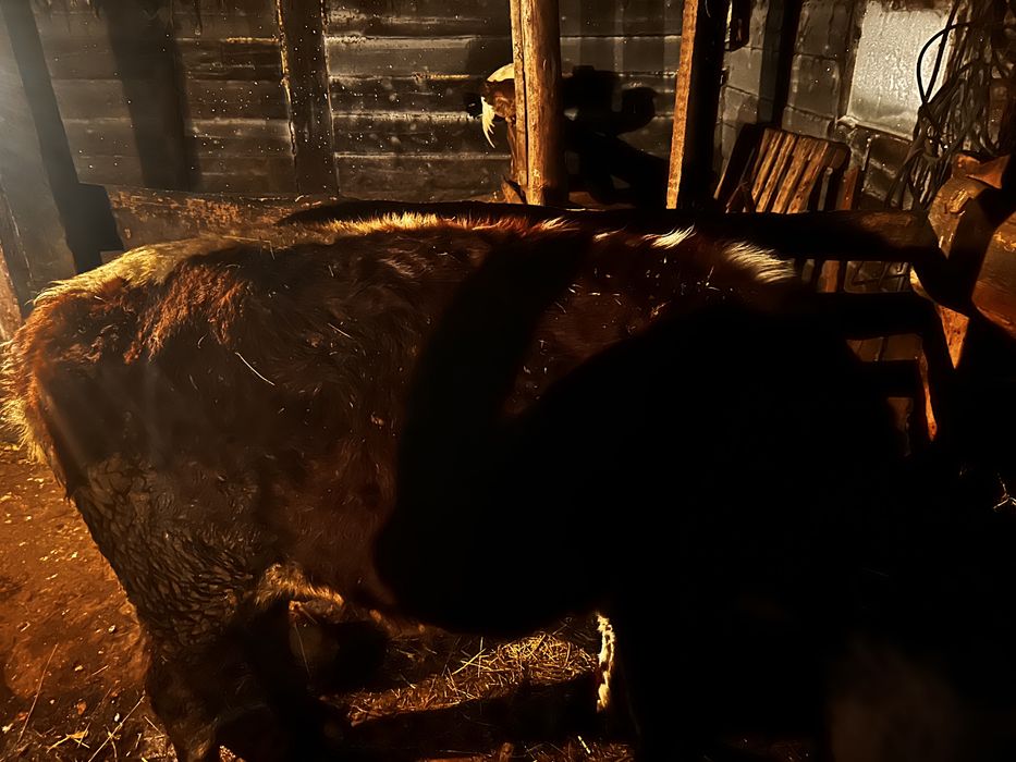 Құнажын сатылады