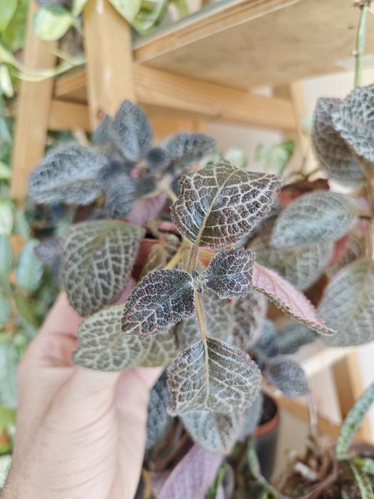 Растения- стайни