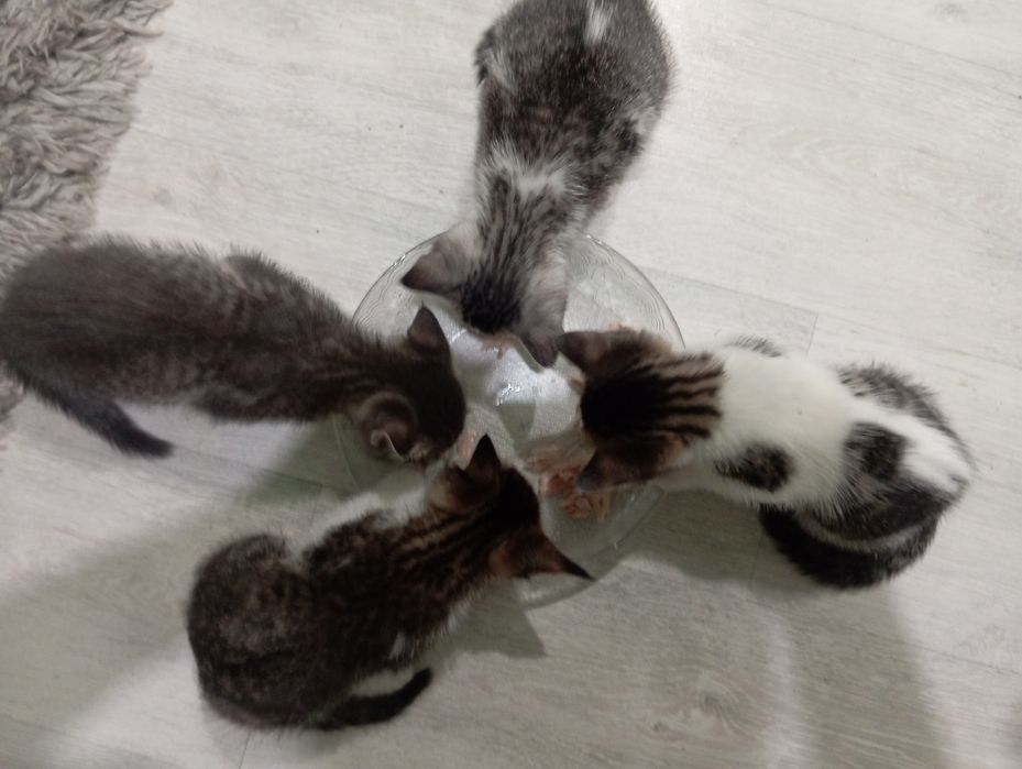 Котята ищут Дом.