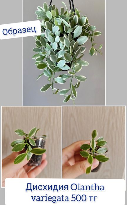 Церопегия эпипремнум комнатные цветы