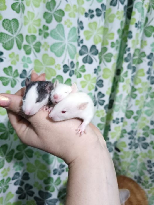 Продам крысят,,Дамбо,,