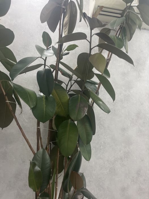 Фикус эластика, фикус каучуковый