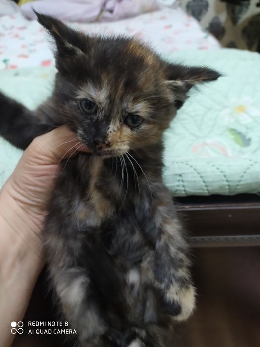 Домашние животные