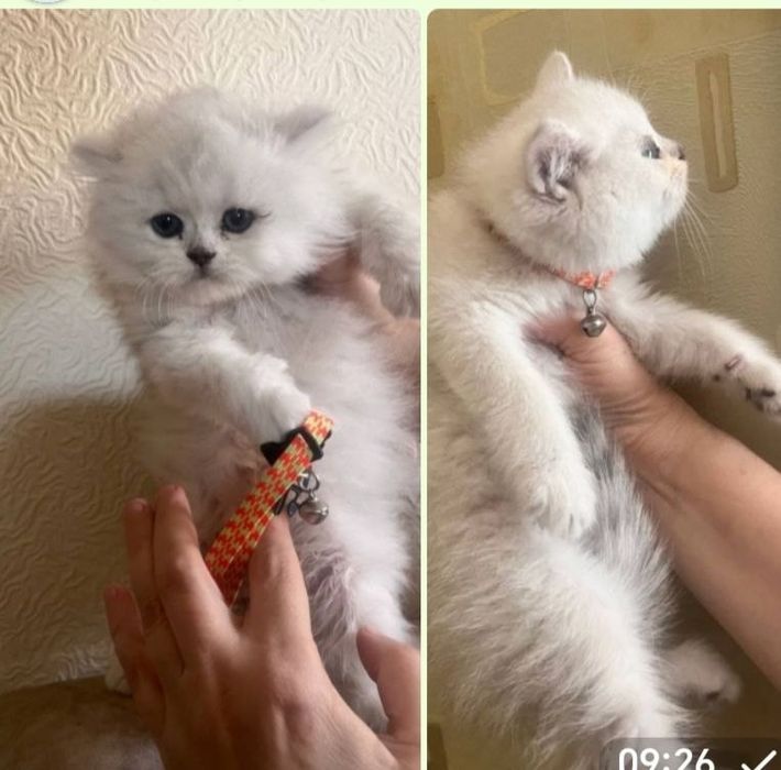 Котята породы серебристая шиншила
