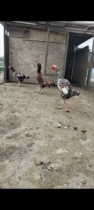 Продам даканок бойцовых