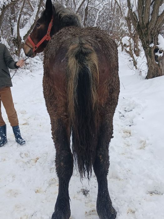 Vând  mnza de  10 luni  din  cai ferate  buni mnza este  cuminte
