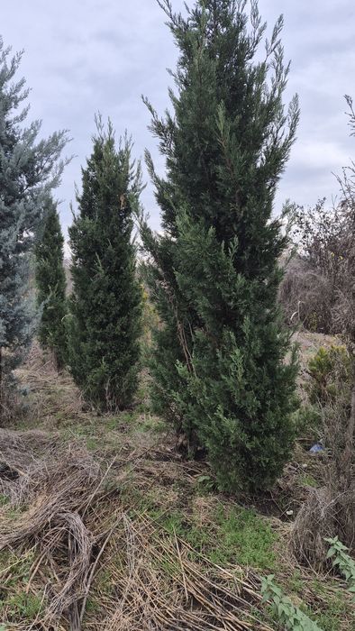 Chiparos gard viu leaylandi  pepiniera proprie altoit