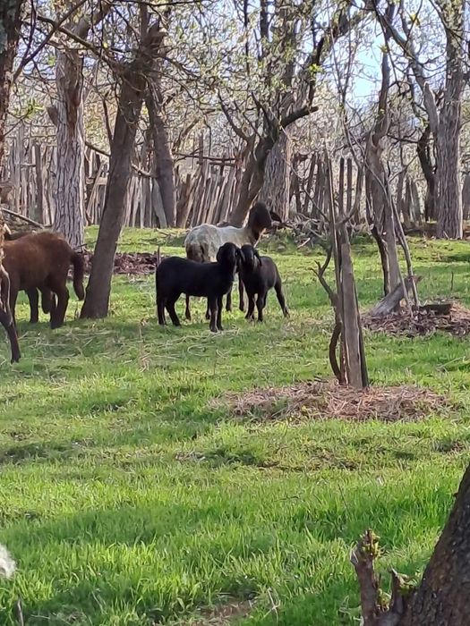 Miei carabasi de vanzare