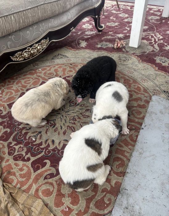 Щенки Среднеазиатской Овчарки