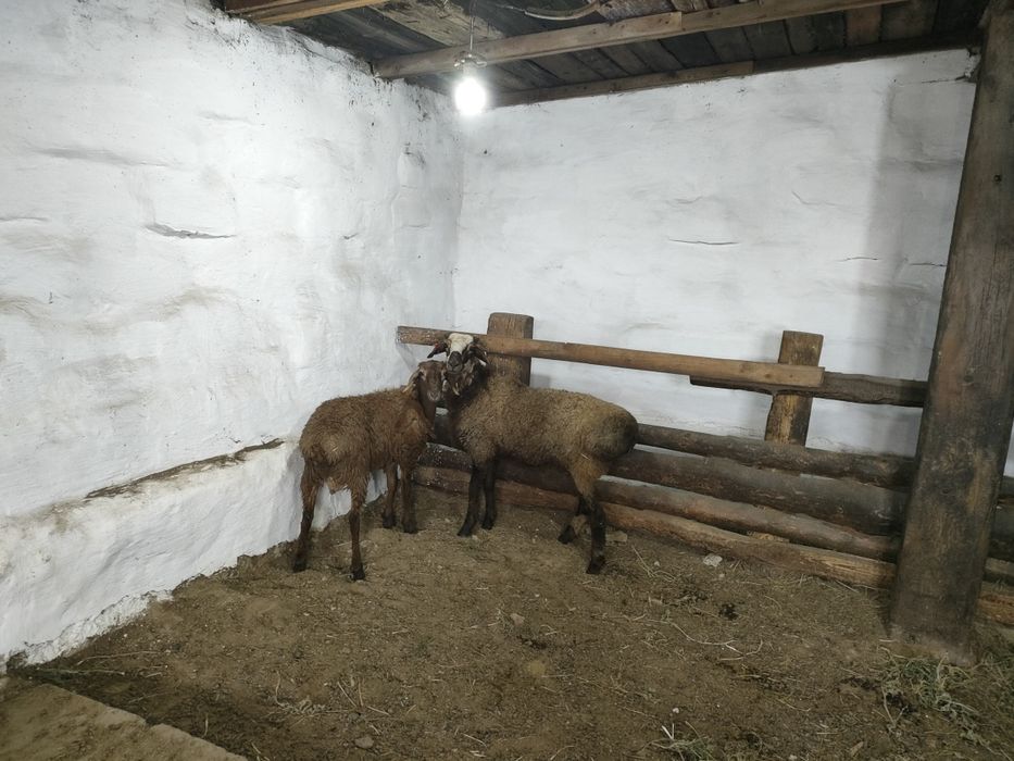 Продам два барана ,кошкары