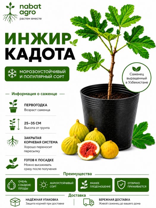 Инжир Кадота, Кадота Анжири сортовой саженец, медовый вкус