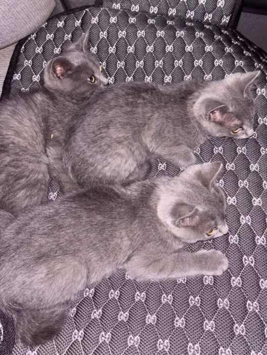 Отдам котенка в добрые руки