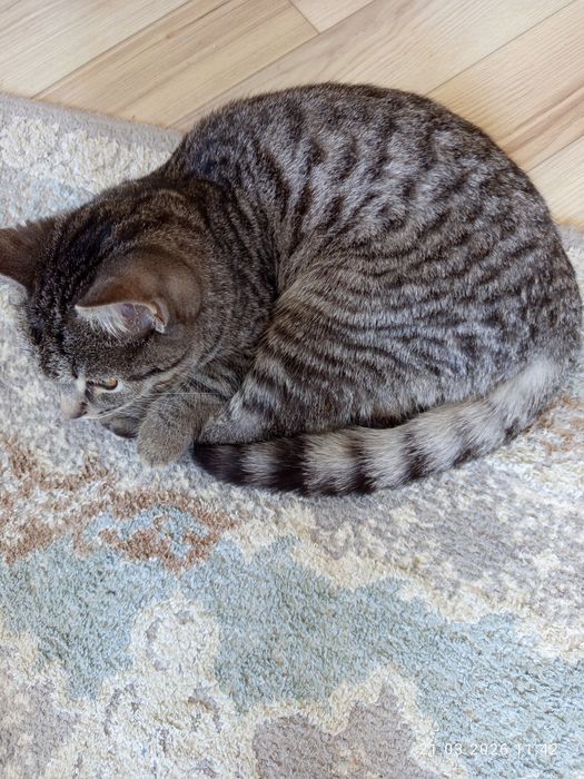 Котенок  серый  мальчик