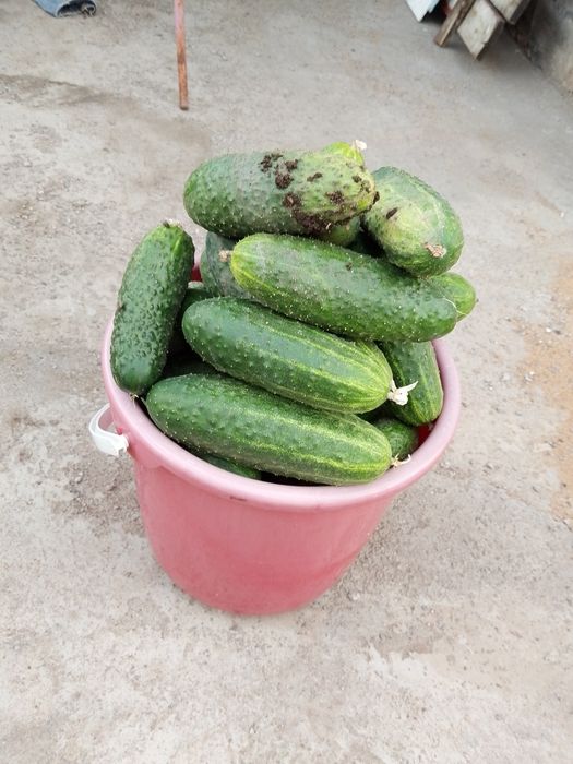 Продам огурцы сорт миринда