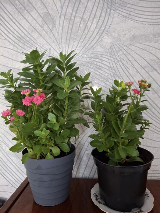 Красивые комнатные цветы