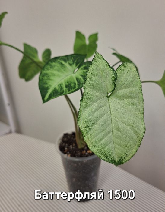 Комнатные цветы: сингониумы