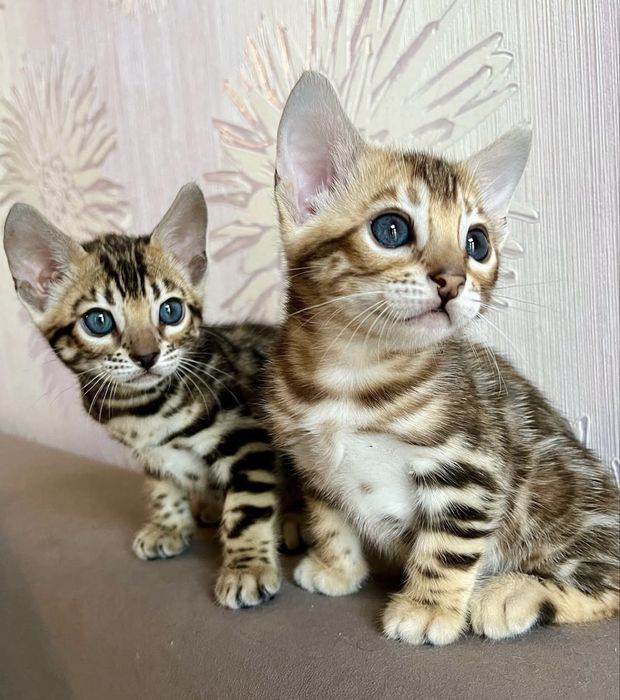 Бенгальские котята с документами. Осталась 1 девочка.