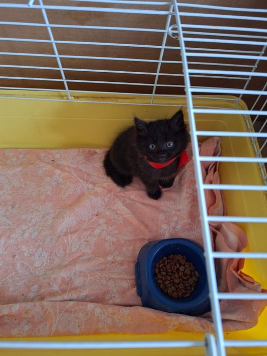 Котята в добрые руки!