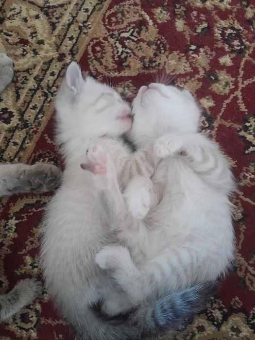 Продаётся котёнок