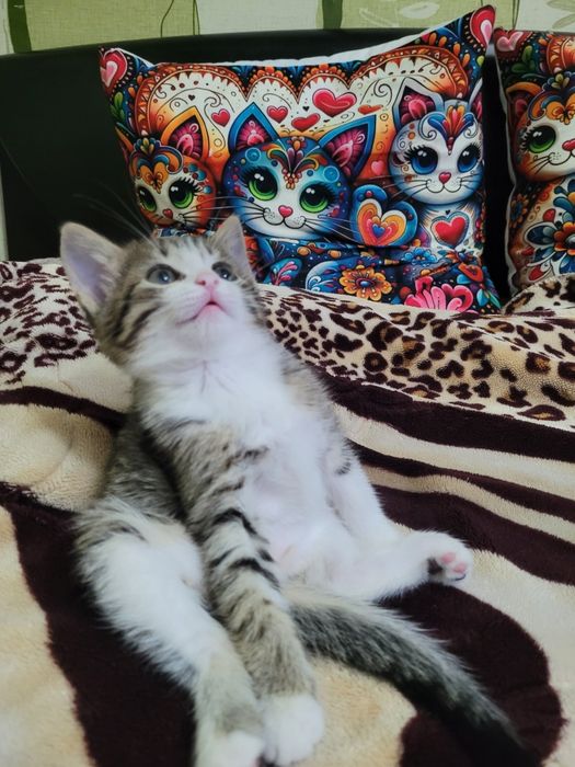 Кошечка ищет семью