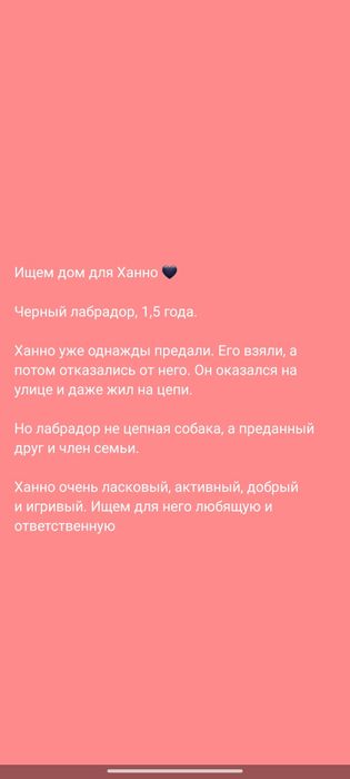 Лабрадор! Не на цепь!