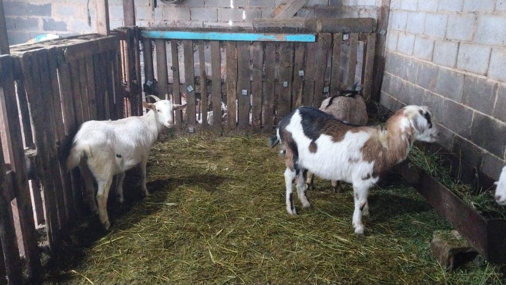 3 ешкы 1 текесымен