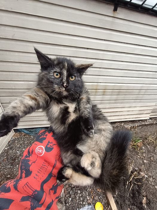 Мохнатое счастье