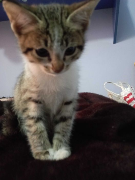 Отдам котёнка в добрые руки