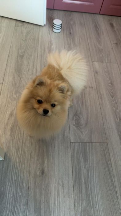 Pomeranian mascul