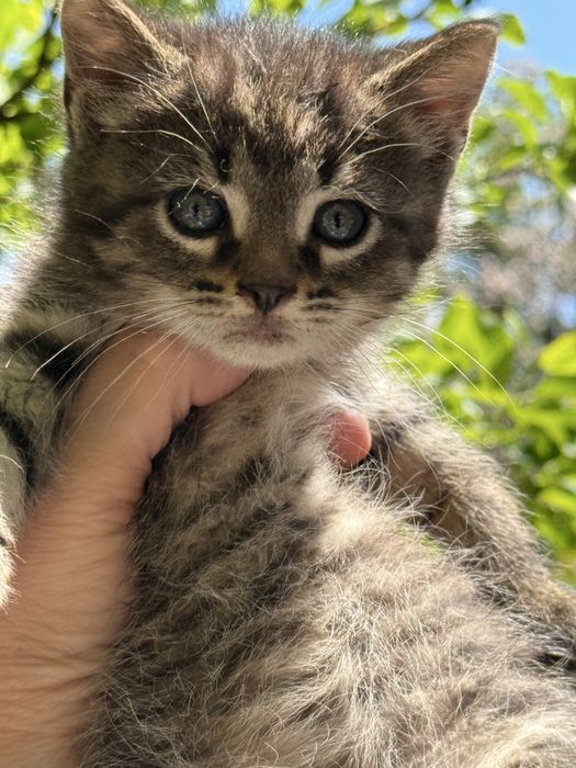 5 котенца търсят нов дом