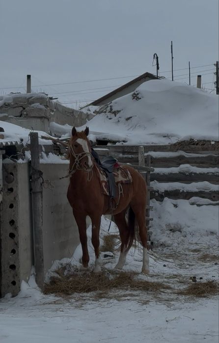 Айгыр сатылады 5