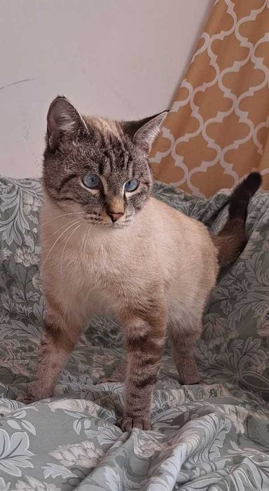 Ласковый котик ищет дом