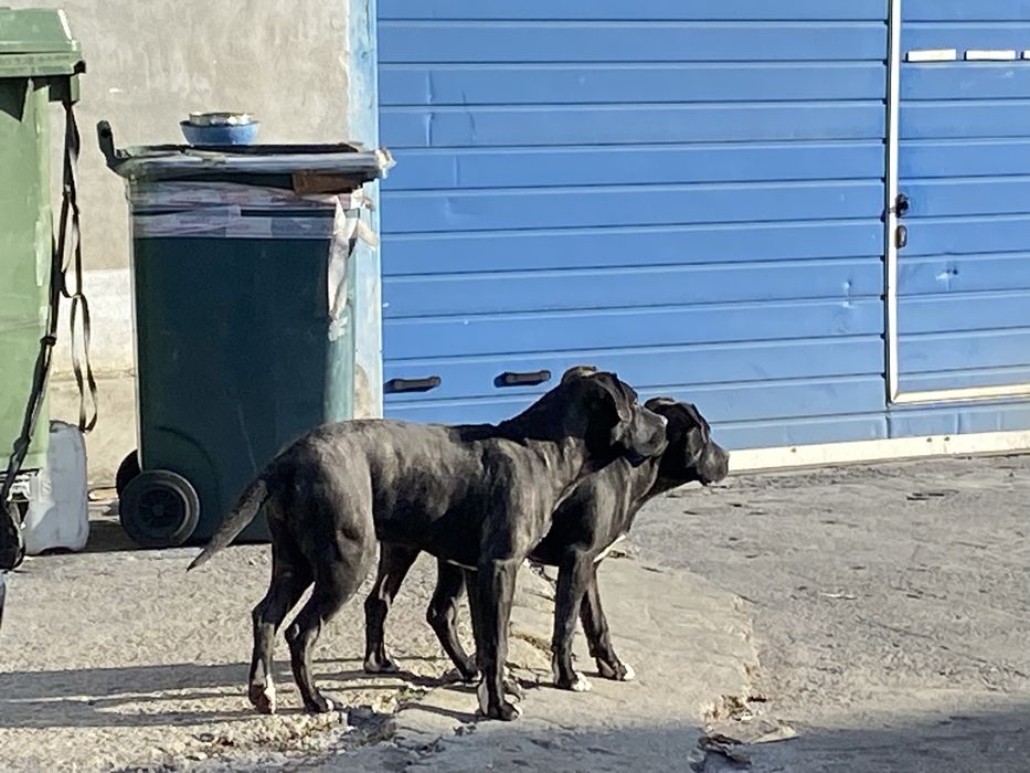 Donez catelusa jucausa  Presa Canario
