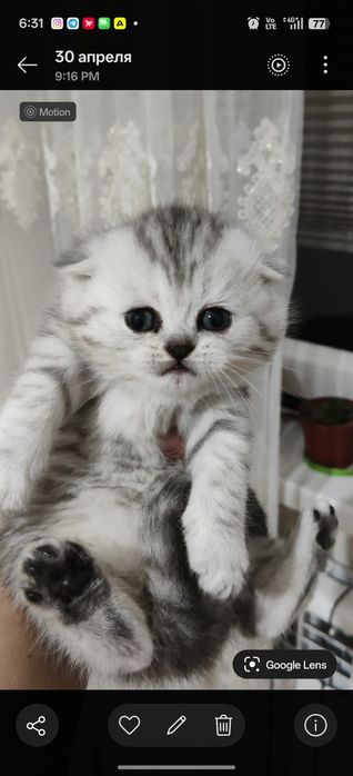 Котята вислоухий продаются