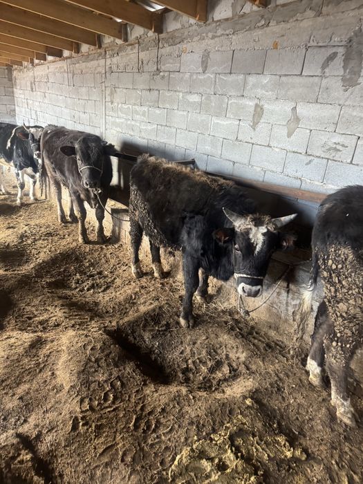 Бука бык откорм