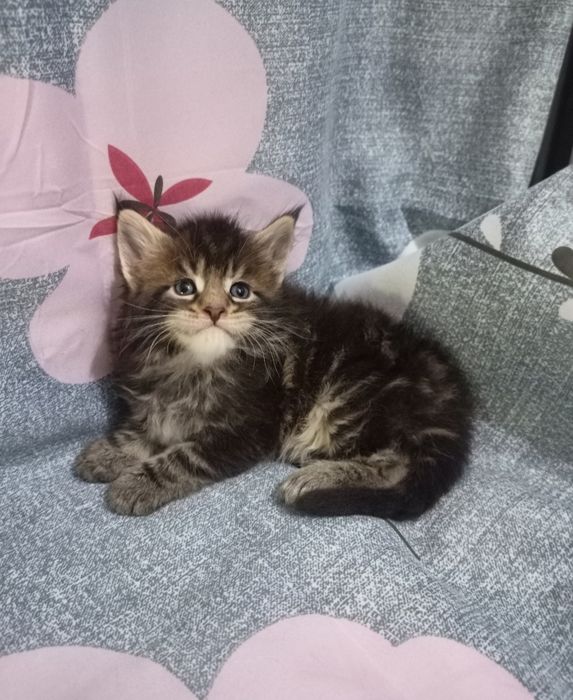 Девочка Мейн Кун