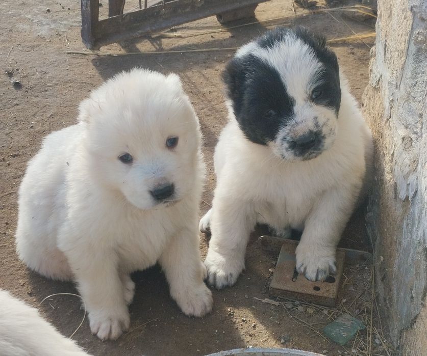 !!! Щенки АЛАБАЙ