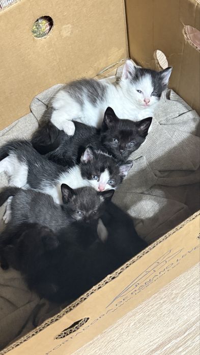 Отдам Котят в добрые руки!