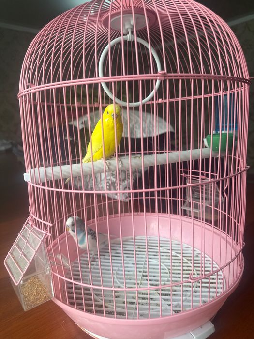 Папугай с клеткой